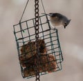 Tufted Titmouse On Porch Feeder Royalty Free Stock Photo