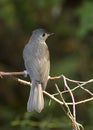 Tufted Titmouse Portrait