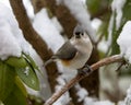 Tufted titmouse portrait Royalty Free Stock Photo