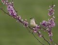 Tufted Titmouse Posing in Redbud Blossoms Royalty Free Stock Photo