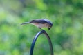 Tufted Titmouse in Prayer