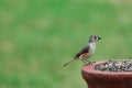 Tufted Titmouse Royalty Free Stock Photo