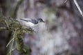 Tufted titmouse ready to launch