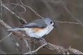 Tufted Titmouse On A Red Cedar Branch