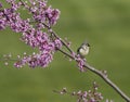 Tufted Titmouse on Redbud Branch Royalty Free Stock Photo