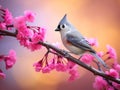 Tufted Titmouse on Redbud Royalty Free Stock Photo