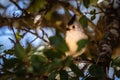 Tufted titmouse resting on the limb of a Texas live oak tree Royalty Free Stock Photo