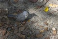 Tufted Titmouse with Seed in Beak