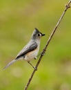 Tufted Titmouse sits on a small limb. Royalty Free Stock Photo