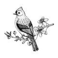 Tufted titmouse sitting on flowering cherry branch sketch. Vector spring illustration isolated on white background. Hand drawn