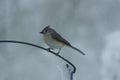 Tufted Titmouse Royalty Free Stock Photo