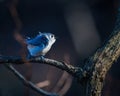 Tufted Titmouse