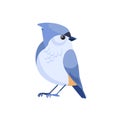 Tufted titmouse is a small songbird, a species in the tit and chickadee family Paridae . Cartoon flat style beautiful Royalty Free Stock Photo