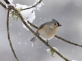 Tufted titmouse in snow