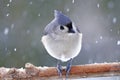 Tufted Titmouse in Snow Royalty Free Stock Photo