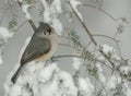 Tufted Titmouse in Snow Storm Royalty Free Stock Photo