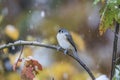 Tufted Titmouse in a Snow Storm in October Royalty Free Stock Photo