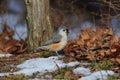 Tufted Titmouse in the snow Royalty Free Stock Photo
