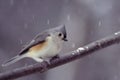 Tufted Titmouse on a Snowy Day