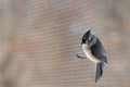 Tufted titmouse standing on the net wire screen Royalty Free Stock Photo