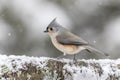 Tufted Titmouse standing on snow-covered log in winter during snowfall Royalty Free Stock Photo