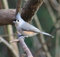 Tufted Titmouse Royalty Free Stock Photo