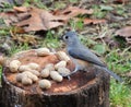 Tufted Titmouse Royalty Free Stock Photo