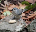 Tufted Titmouse Royalty Free Stock Photo