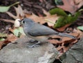 Tufted Titmouse Royalty Free Stock Photo