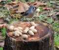 Tufted Titmouse