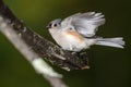 Tufted Titmouse About to Take to Flight from Tree Branch Royalty Free Stock Photo