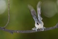 Tufted Titmouse About to Take to Flight from Tree Branch Royalty Free Stock Photo