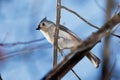 Tufted Titmouse, tree, perched