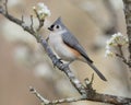 Tufted Titmouse Royalty Free Stock Photo