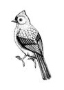 Tufted titmouse vector sketch. Hand drawn wildlife illustration in engraved style. Small grey bird isolated on white background.