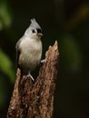 Tufted Titmouse Royalty Free Stock Photo