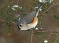 Tufted Titmouse in Winter Royalty Free Stock Photo