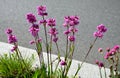 Tufted, undemanding perennial. Leaves in the ground rosette. Pink flowers on higher stems. Soil sandy loam, permeable, drier.