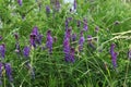 Tufted Vetch