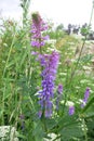 Tufted vetch or Bird vetch (Vicia cracca)