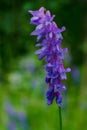 Tufted Vetch - Vicia cracca