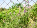 tufted vetch flowers on fence of garden Royalty Free Stock Photo