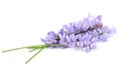 Tufted Vetch Flowers Isolated on White Background