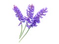Tufted Vetch flowers (Vicia Cracca)