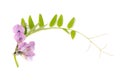 Tufted Vetch Isolated on White Background Royalty Free Stock Photo