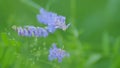 Tufted vetch. Purple flower of tufted vetch or vicia cracca. Royalty Free Stock Photo