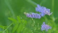 Tufted vetch. Purple flower of tufted vetch or vicia cracca. Royalty Free Stock Photo