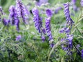 Tufted vetch, Vicia cracca, creeping wild plant