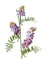 Tufted vetch or Vicia cracca flower. or tufted vetch, cow vetch, bird vetch, blue vetch, boreal vetch flower. Antique hand drawn f