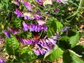 Bird Vetch purple flower weed vine among crops